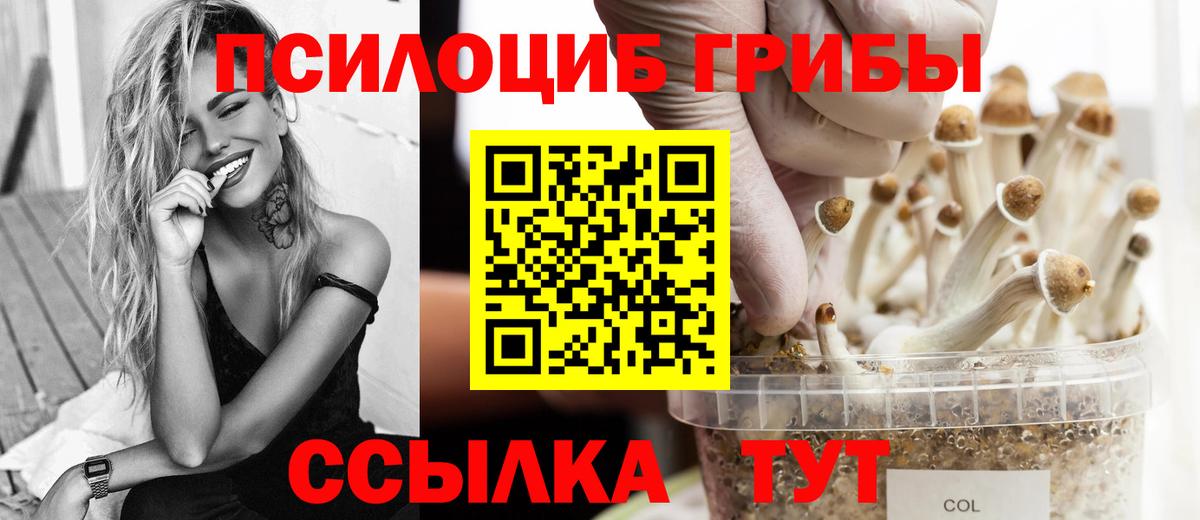 купить наркотик  Галлюциногенные грибы MAGIC MUSHROOMS  Вход с VPN  Камышин  Галлюциногенные грибы Psilocybine cubensis 
